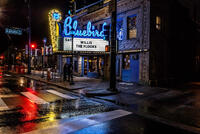 Bluebird and Rain