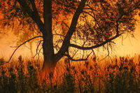 Bottomland Mist at Sunrise