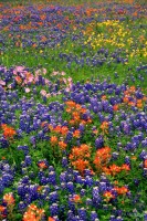 Texas Wildflowers