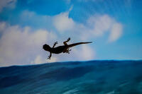 Lizard Surfing