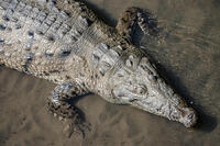River Crocodile