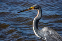 In a Mangrove Estuary