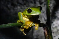 Green Tree Frog
