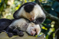 Capuchin Monkeys Grooming