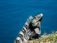 Iguana