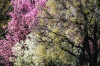 Springtime