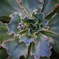 More Botanic Gardens