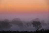 Medicine Creek Farm Foggy Mornings