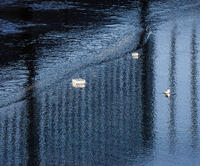 Grasmere Ice