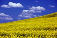 Canola