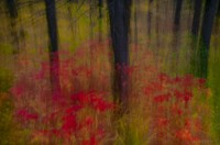 Maples