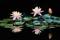 Three Lillies