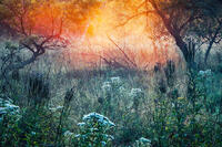 Morning Mist at Sunrise