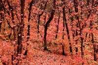 Fall, Mount Nebo