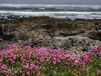 Walking the Oregon Coastal Trail