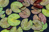Rain on Lily Pads