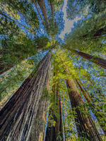 Redwoods
