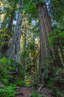 Walking among the redwoods