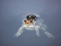 Froga