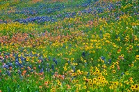 Texas Spring