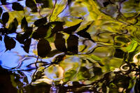 Leaf Reflection, Smith Ditch