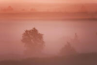 Pre-dawn fog