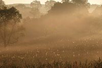 Sunrise fog with spiderwebs in the meadow