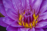 Water Lilly
