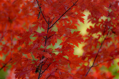 Recent Work-Fall Foliage