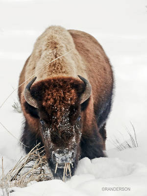 Recent Work-Winter in Yellowstone