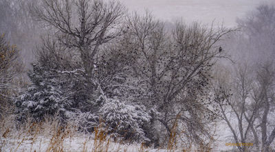 Recent Work-A Year at Medicine Creek Farm