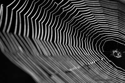 Recent Work-Spiderwebs