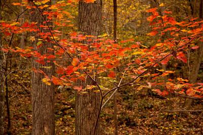 Recent Work- Fall in the Arkansas Ozarks