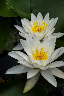 Recent Work-Water Lilies