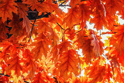 Recent Work-Leaves