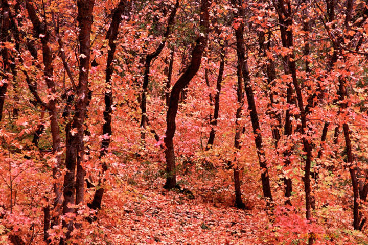 Fall, Mount Nebo print