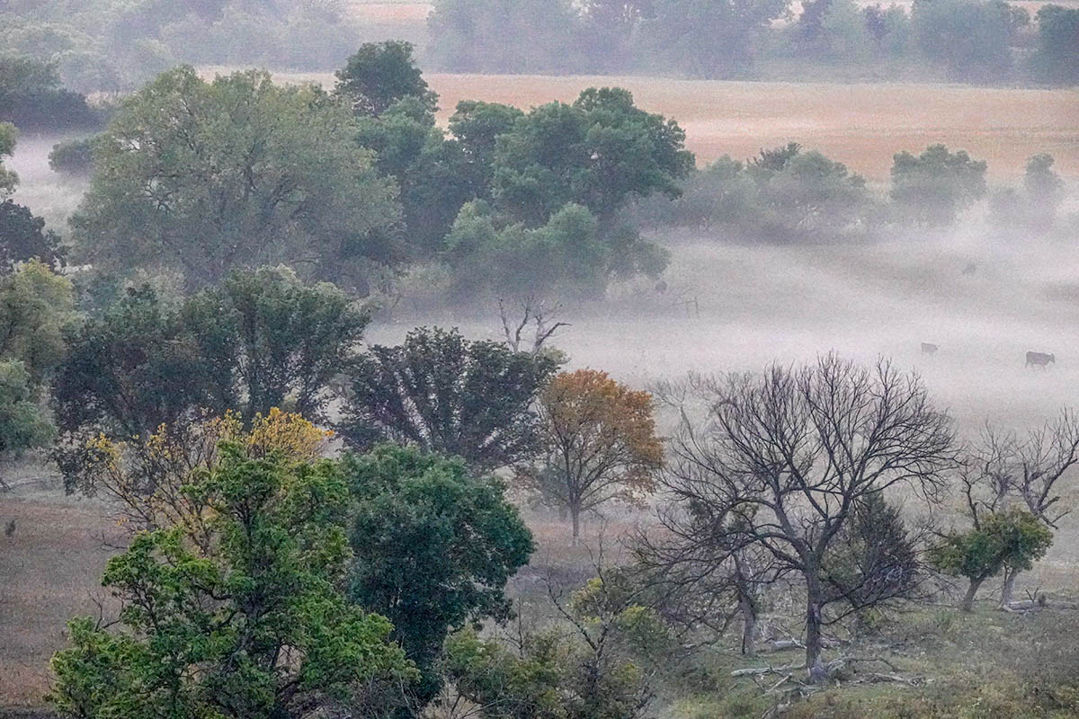 Fog, three cows in the valley