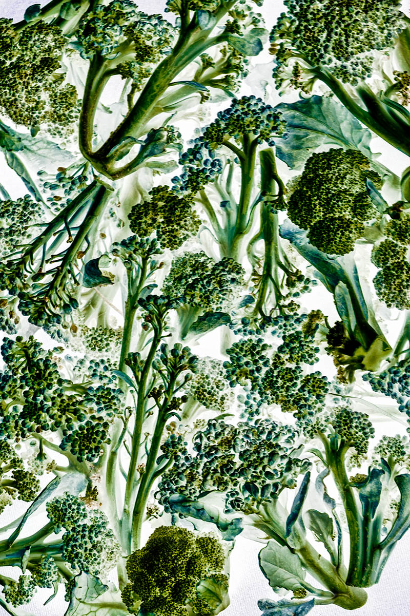 Broccoli 1