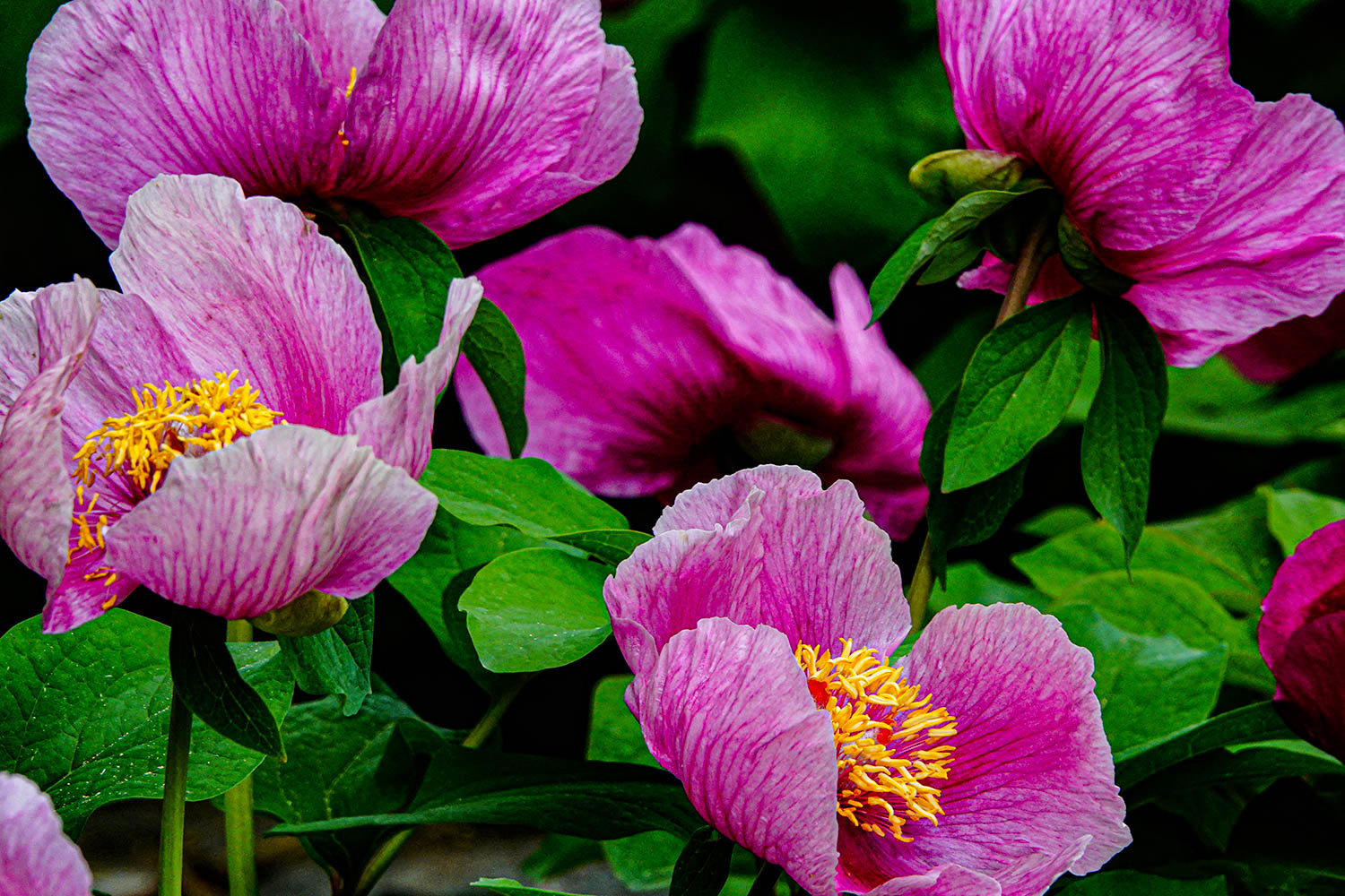 Good year for peonies