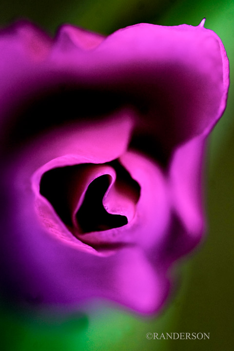 Gladiola