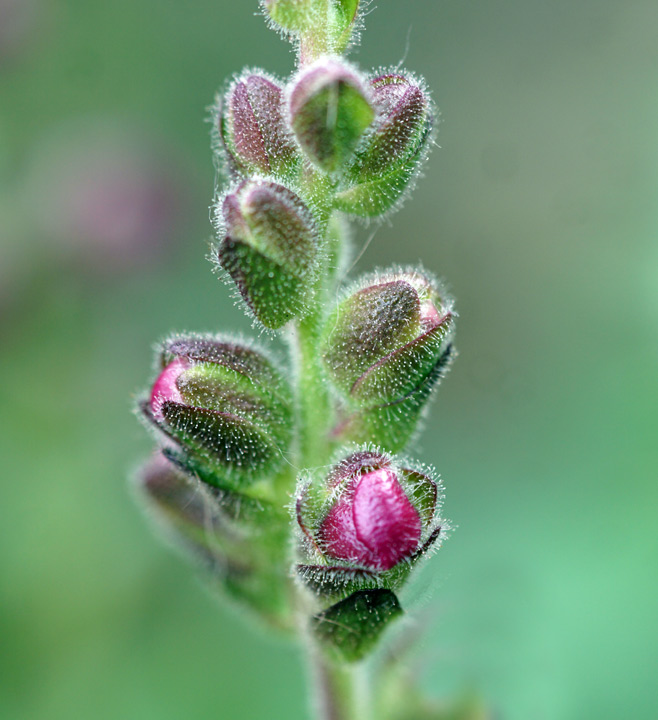 Snapdragon Buds
