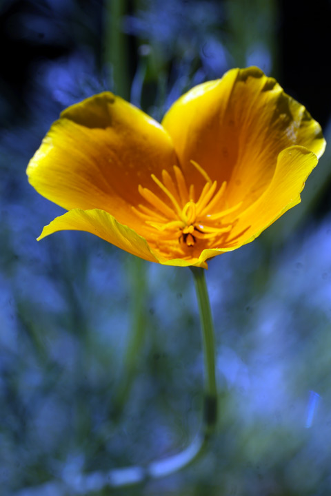 California Poppy