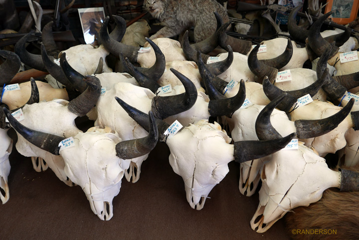 Bison Skulls
