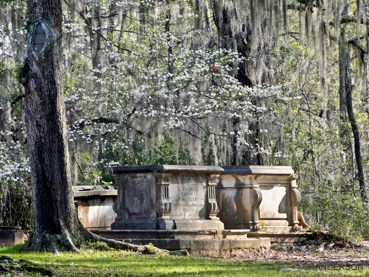 Dogwood and Spanish moss