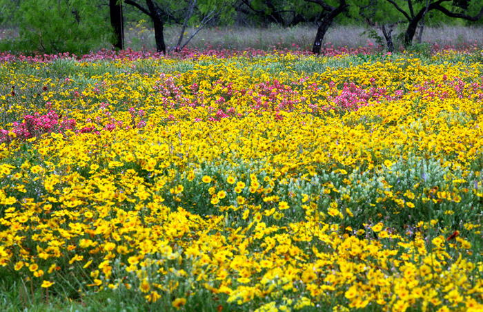 Yellow and paintbrush