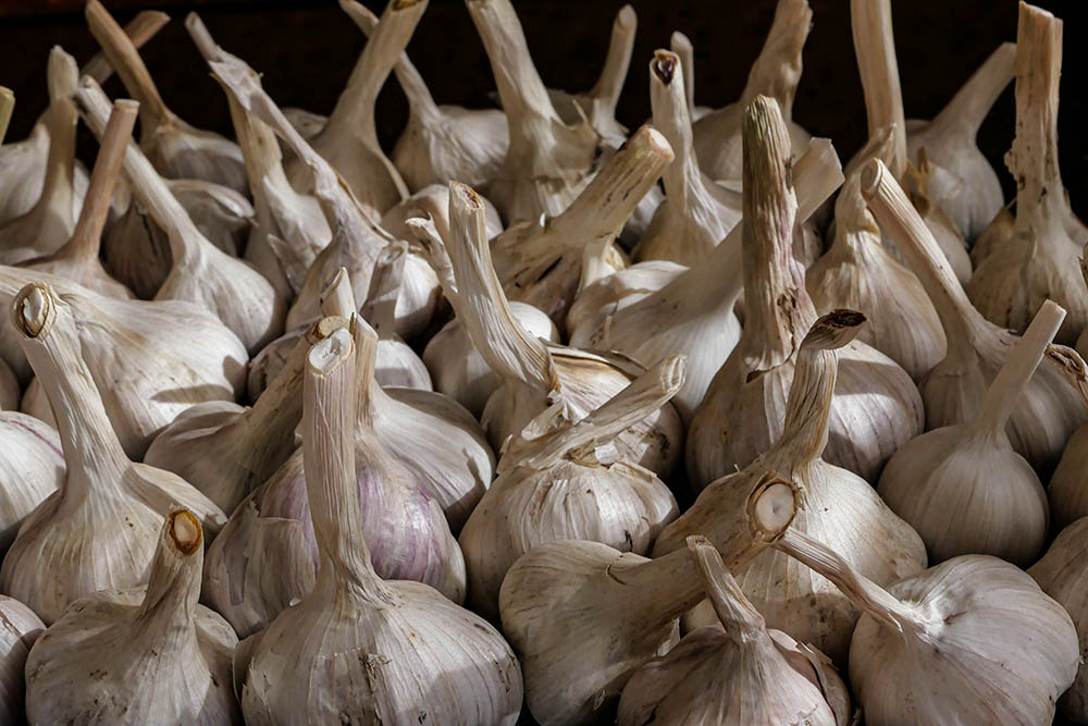 Garlic